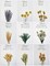 DIY Natural Dried Flower Set, Bulk Dried Flowers, Dried Flowers with Stems, Handmade Dried Flowers Ideas, DIY Flower Set, Dried Flower Bouquets, Table Centerpiece Mini Dried Flowers
